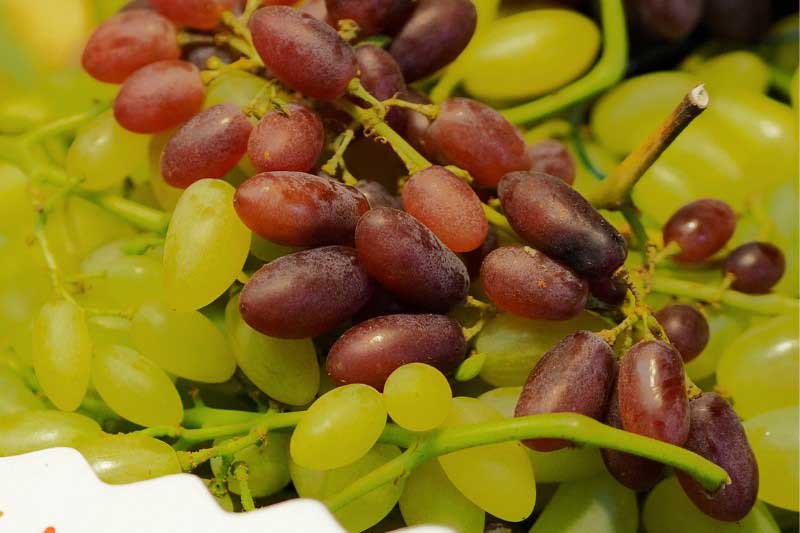 Vigne, Vitis vinifera 'Pizzutello Nero'