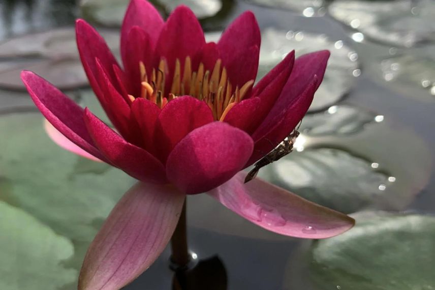 fleur rouge de nénuphar nain