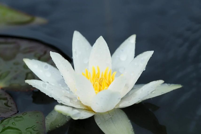 fleur blanche de nénuphar nain