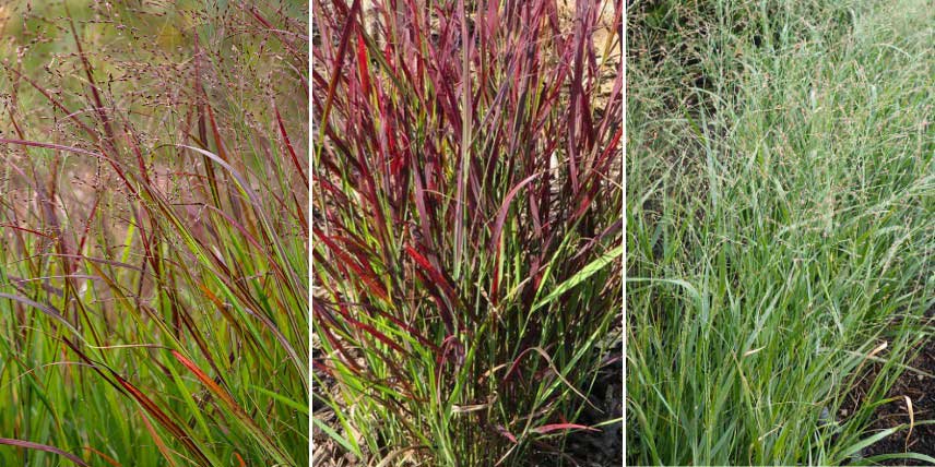 Variétés compactes de Panicum adaptées à une culture en pot