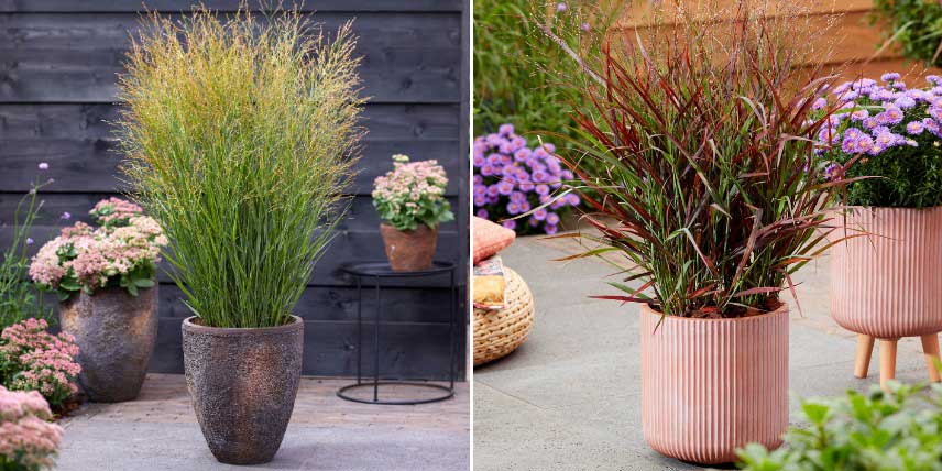 Panicum plantés en pot