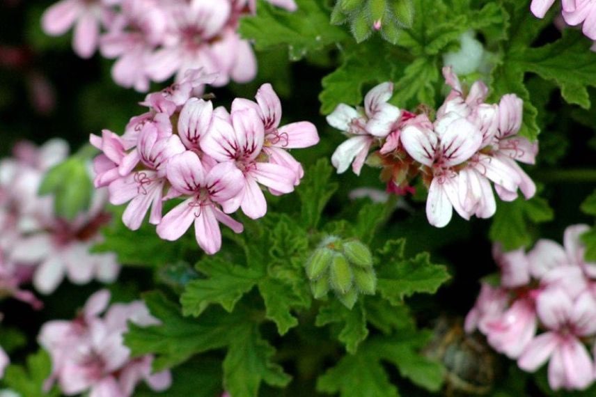 fleurs roses de pelargonium