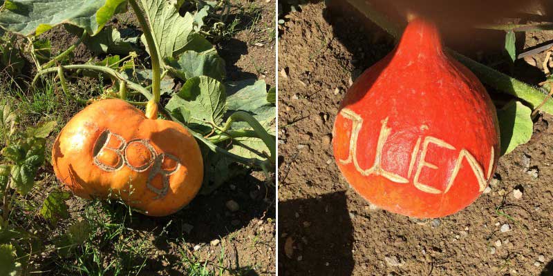 Prénoms gravés sur des courges