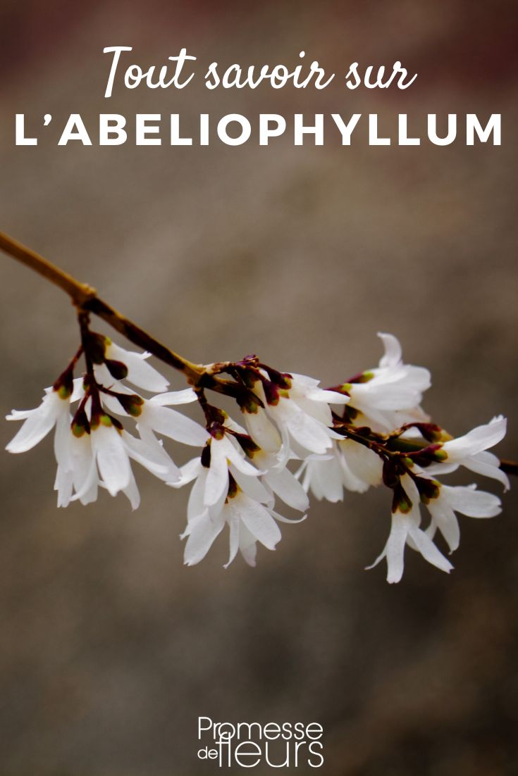 Abeliophyllum