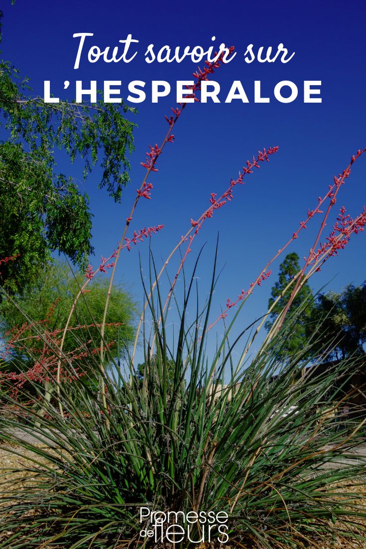 hesperaloe yucca rouge