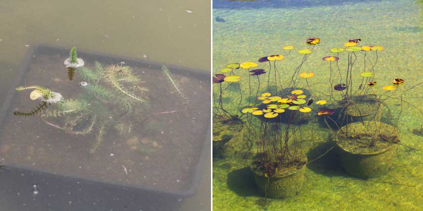 Plantes aquatiques installées dans un bassin