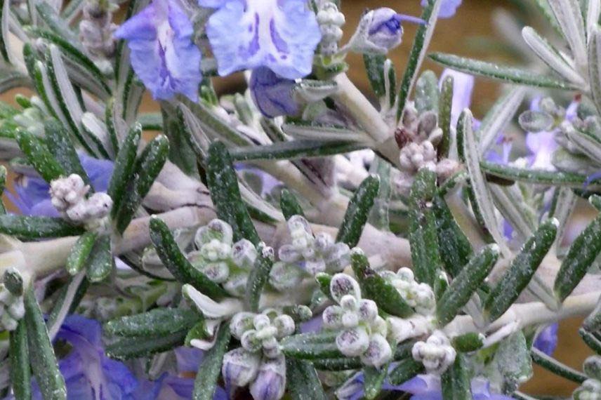 Rosmarinus officinalis Whitewater Silver