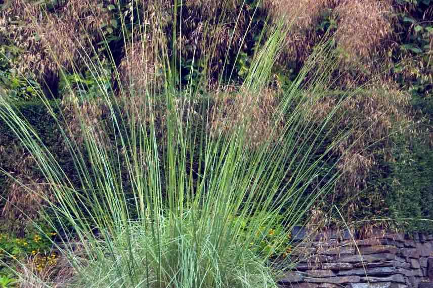 touffe de Stipa gigantea