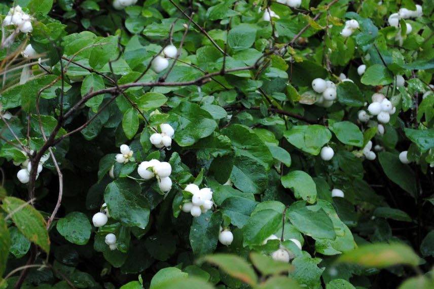 buisson de symphoricarpos