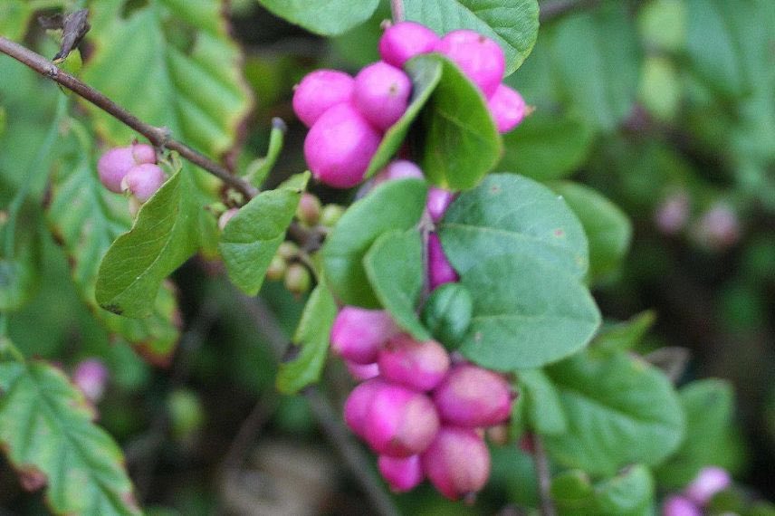 baies roses de symphoricarpos