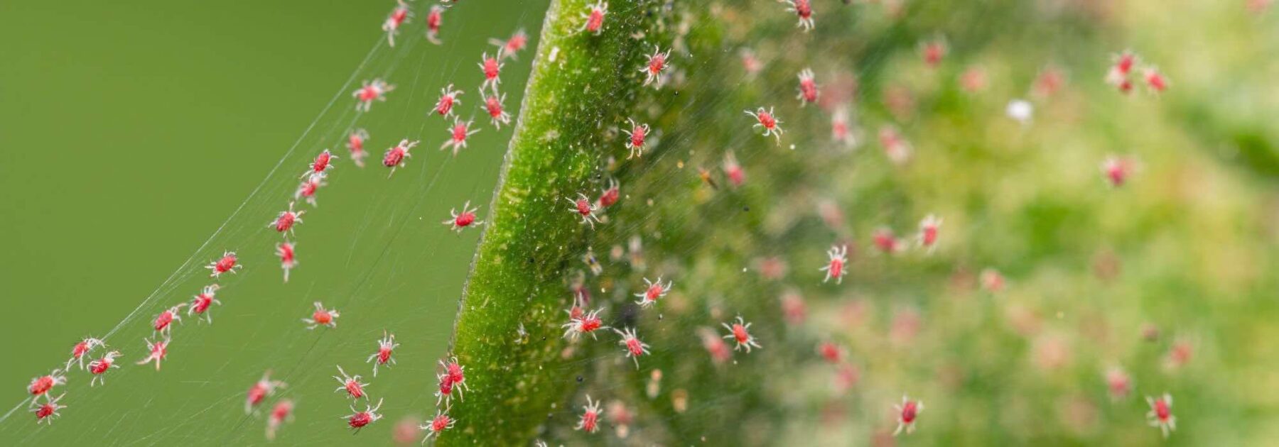 Comment se débarrasser des acariens sur les plantes ?