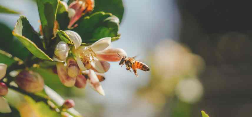 polliniser agumes