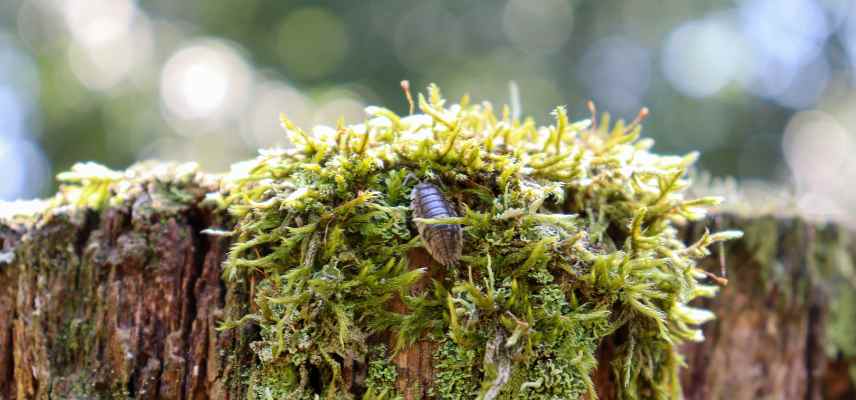 habitat nourriture cloportes