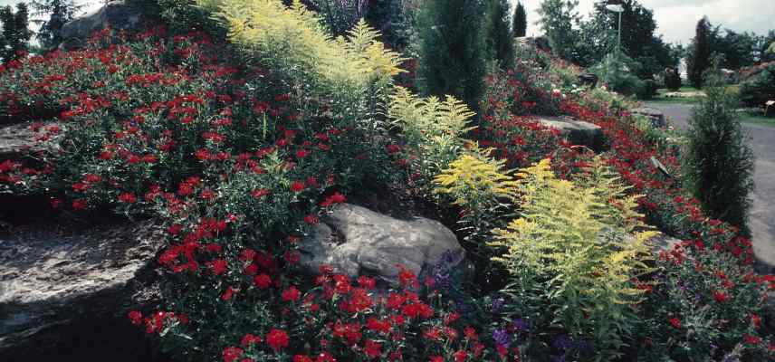 technique plantation sur talus