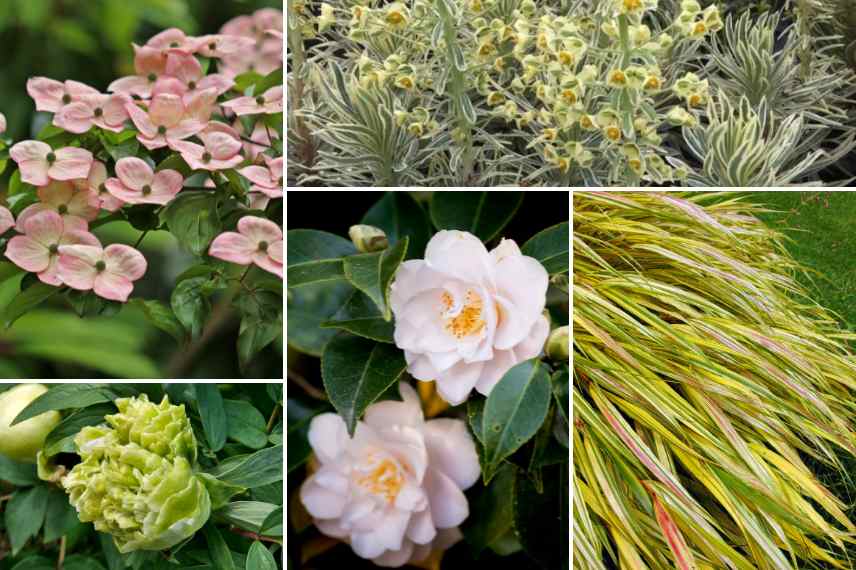 associer les fleurs vertes au jardin avec du rose