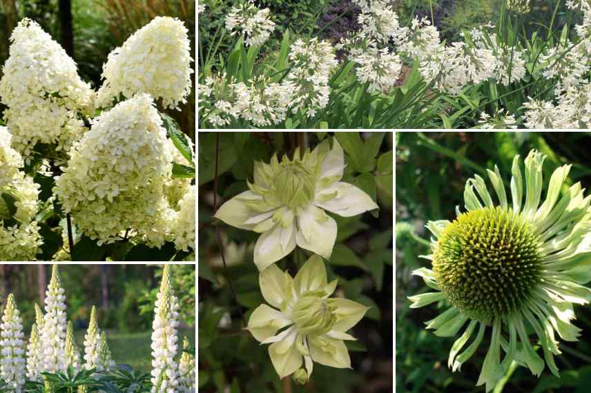 associer fleurs vertes ete avec du blanc