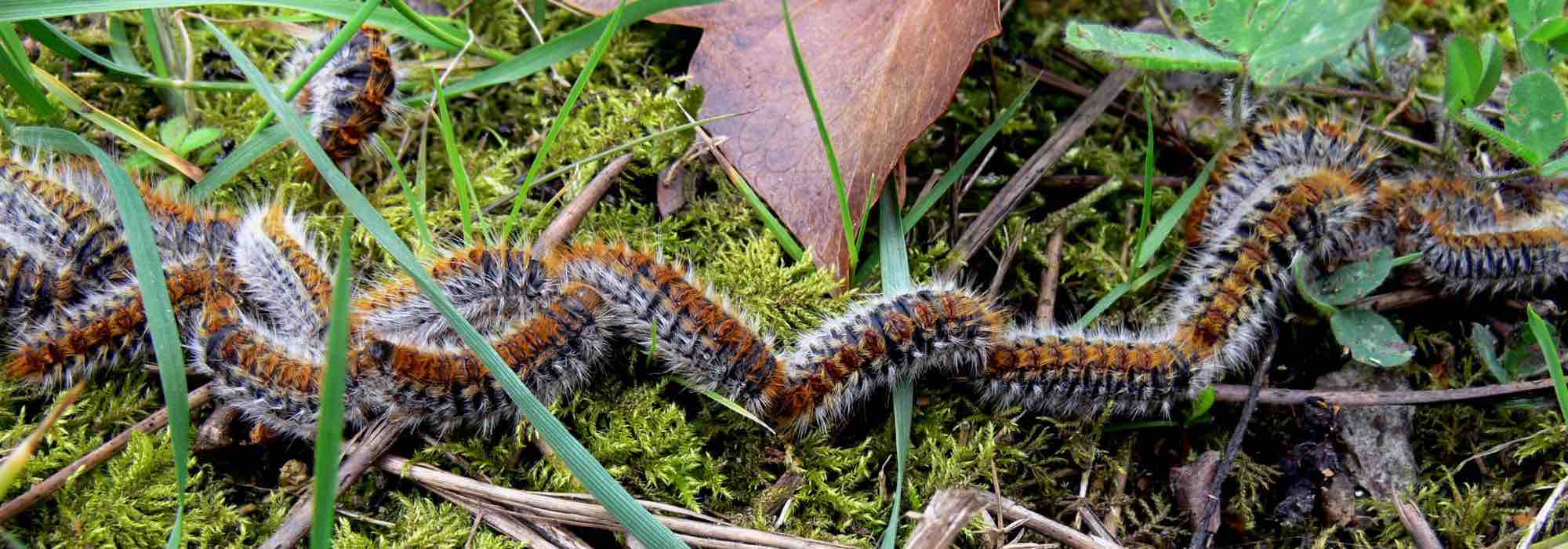 Comment se débarrasser des chenilles sur les plantes ?