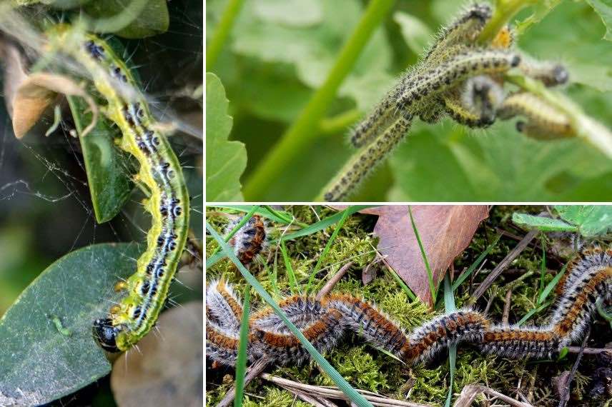 diverses chenilles nuisibles au jardin