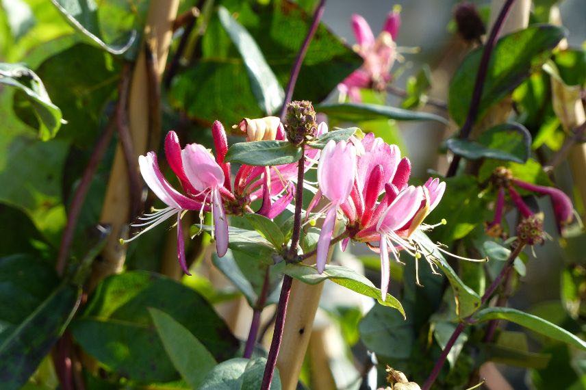 fleur de chevrefeuille