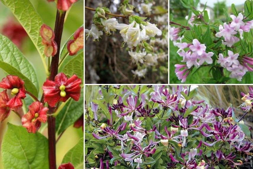 differentes floraisons de chevrefeuille arbustif