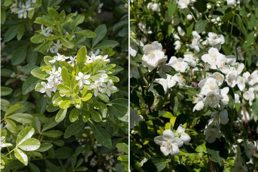 choisya et philadelphus