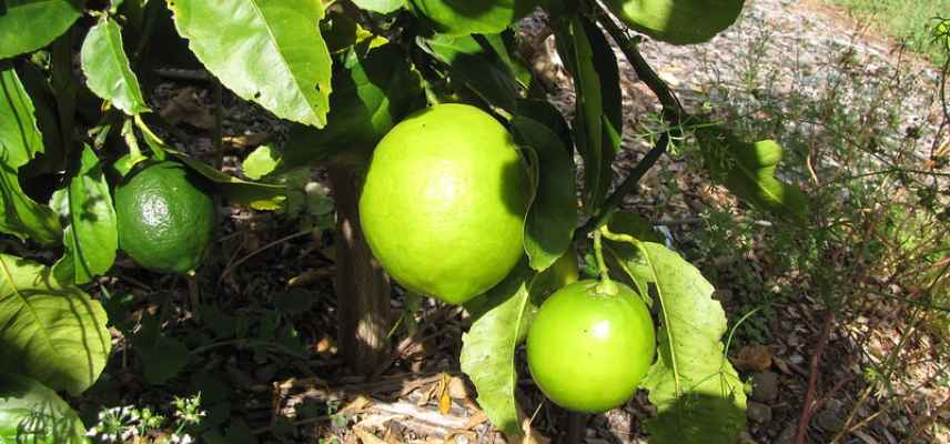 fructification agrumes selon la variete