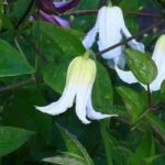 Clématites herbacées : les plus belles variétés à fleurs blanches