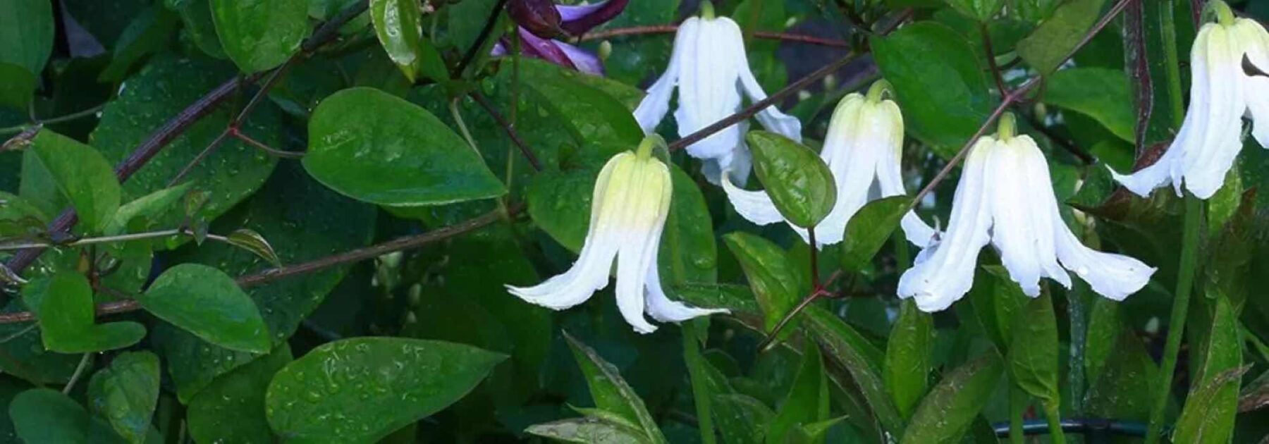 Clématites herbacées : les plus belles variétés à fleurs blanches