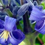 Découvrez 9 Clématites herbacées aux magnifiques fleurs bleues