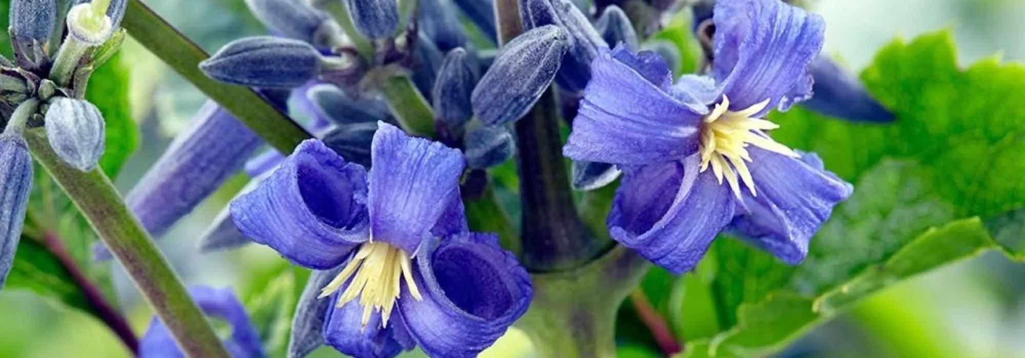 Découvrez 9 Clématites herbacées aux magnifiques fleurs bleues