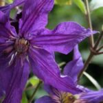 Clématites herbacées à fleurs violettes et mauves : notre top 5