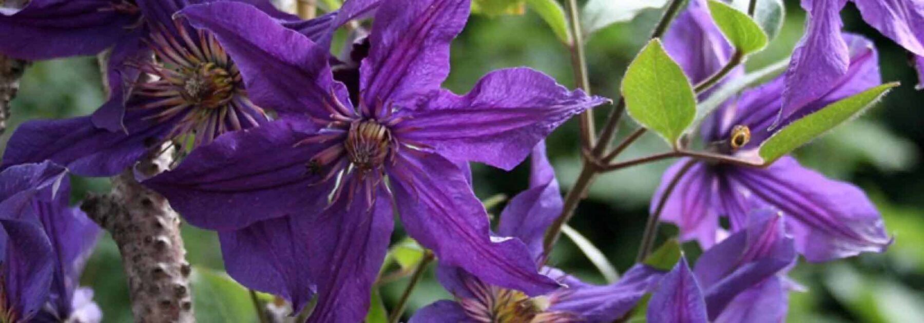 Clématites herbacées à fleurs violettes et mauves : notre top 5