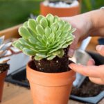 Comment planter des plantes succulentes en pot ?