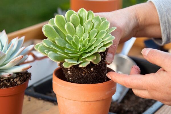 Comment planter des plantes succulentes en pot ?