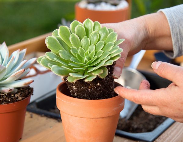 Comment planter des plantes succulentes en pot ?