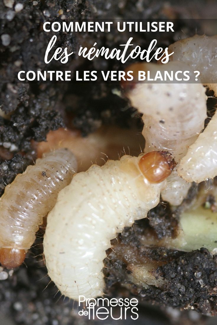 lutter contre les vers blancs