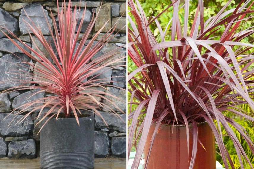 cordyline en pot