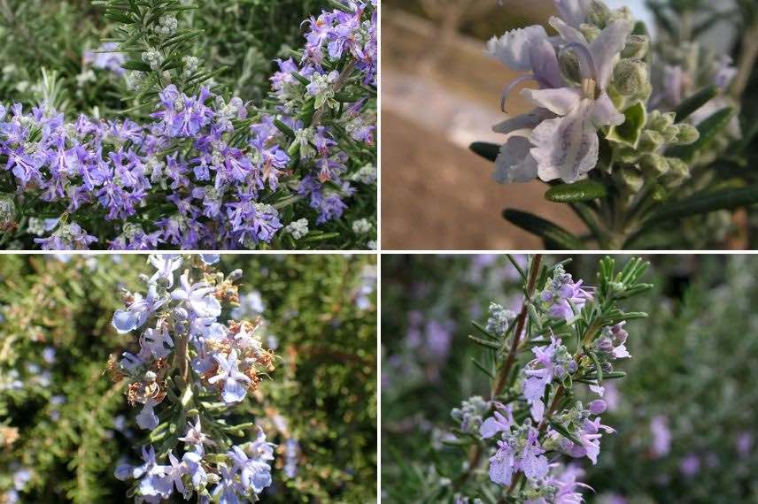 differentes couleurs de fleurs de romarin