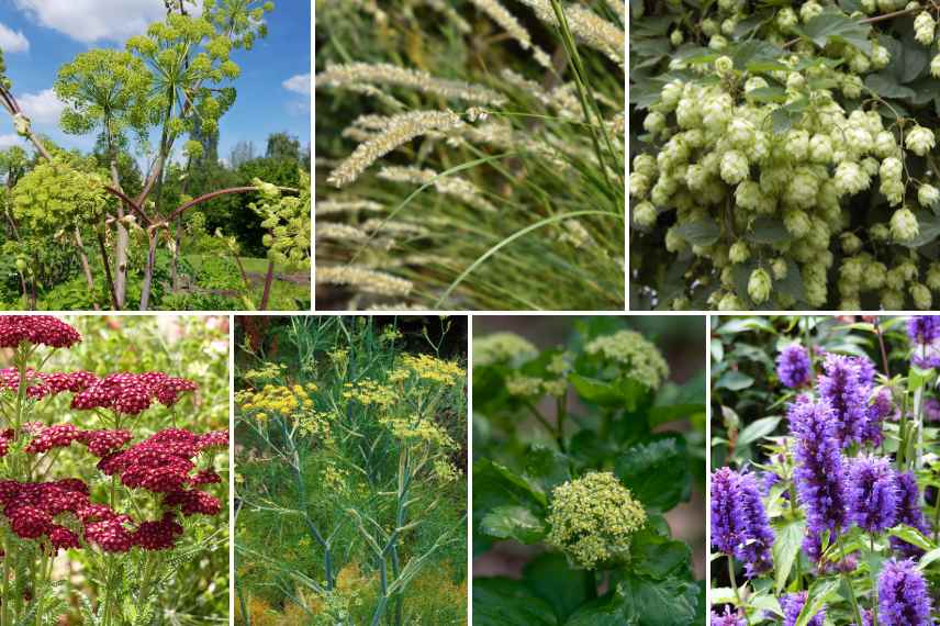 associer fleurs vertes dans jardin naturel champetre