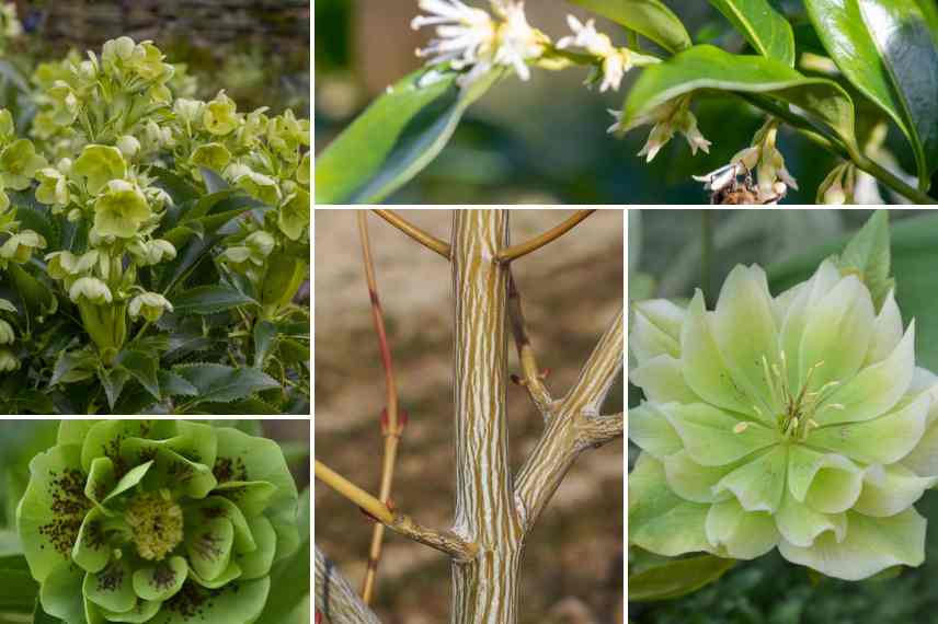 fleurs vertes hiver associer