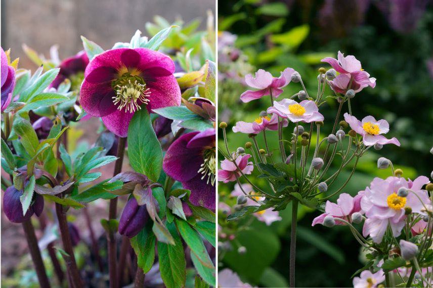 fleurs d'hellebores et d'anémones du Japon