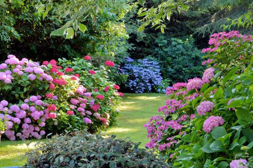 jardin d'hortensias