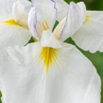 7 iris d’eau à fleurs blanches pour illuminer les berges ou les sols frais