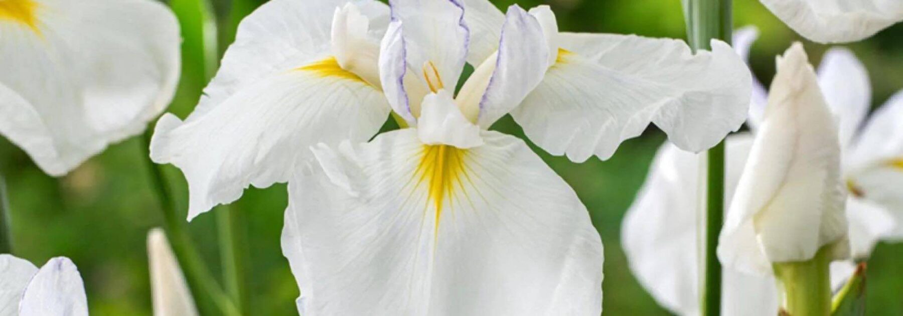 7 iris d’eau à fleurs blanches pour illuminer les berges ou les sols frais