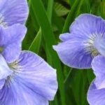 9 superbes iris d’eau à fleurs bleues