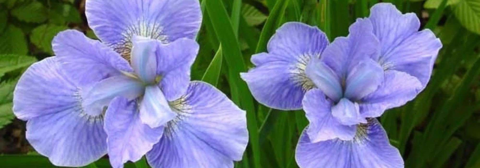 9 superbes iris d’eau à fleurs bleues