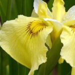 Zones humides : top 5 des iris d’eau à fleurs jaunes