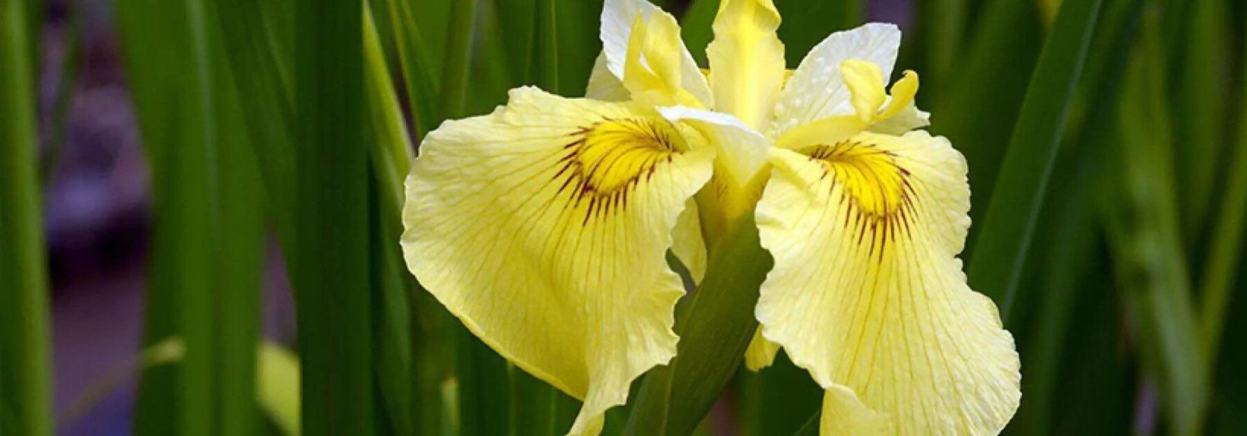 Zones humides : top 5 des iris d’eau à fleurs jaunes