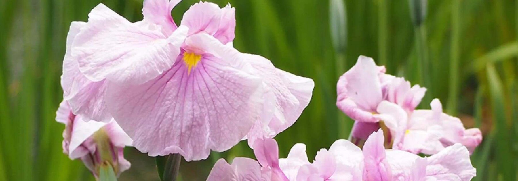 7 iris d’eau à fleurs roses pour enchanter les zones humides