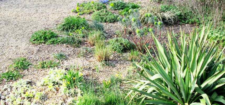 jardin mineral au lieu de gazon